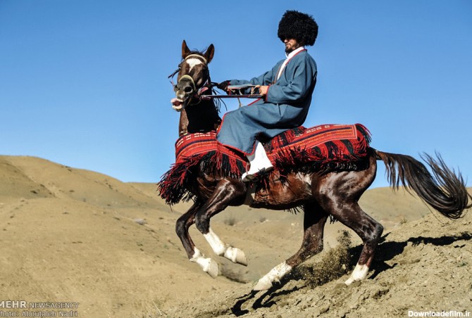 Mehr News Agency - Turkmen horse