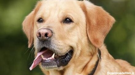 ببینید | تصاویری دلخراش از زمین خوردن یک سگ هنگام فرار از دست پلنگ