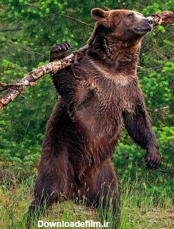 بزرگترین خرس گریزلی جهان