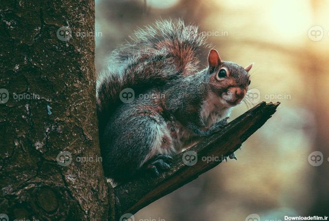 دانلود عکس سنجاب آمریکای شمالی روی شاخه کوچکی در جنگل | اوپیک