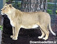 شیر ایرانی - ویکی‌پدیا، دانشنامهٔ آزاد
