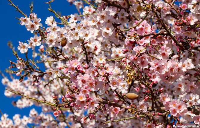 عکس/شکوفه‌های زیبای بهاری در شهرضا