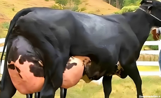 بیشترین شیرجهان را این گاو تولید می کند ؛ 127 کیلوگرم شیر در یک روز