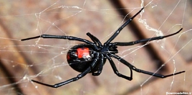 خطرناک ترین عنکبوت دنیا در ایران! (عکس)