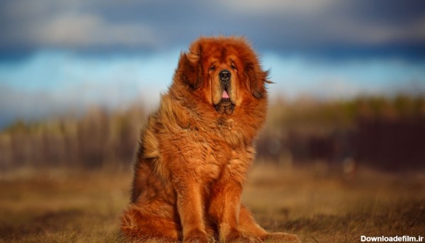 معرفی سگ ماستیف تبتی؛ سگ نگهبان، وظیفه شناس و کاری - پت پُرس
