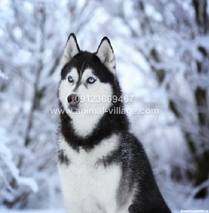 هاسکی چشم یخی | قیمت هاسکی چشم یخی | سگ هاسکی چشم یخی - دهکده حیوانات