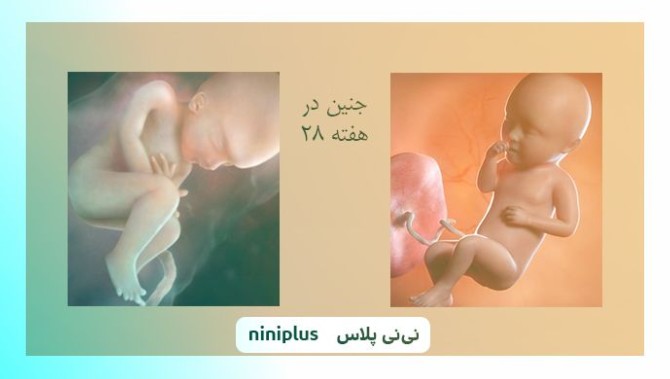 عکس جنین در هفته بیست و هشتم بارداری تصویر و اندازه جنین | نی نی پلاس