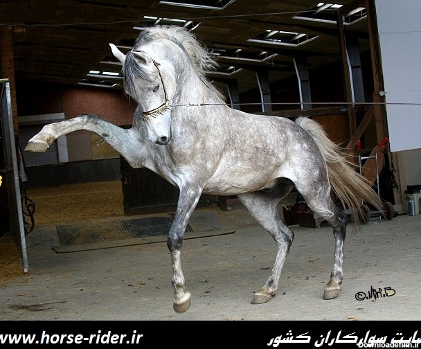 اسب نژاد کورد بخش پایانی - عکس ویسگون