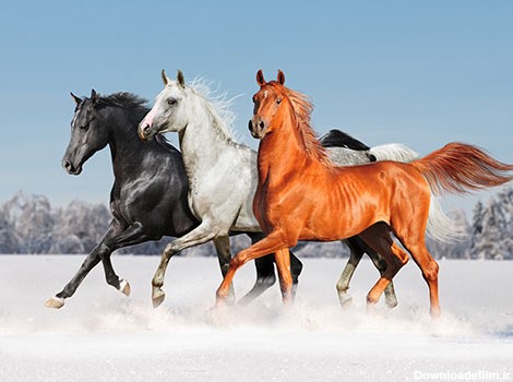 عکس با کیفیت از اسب های زیبا و وحشی در سه رنگ سیاه ، سفید و ...