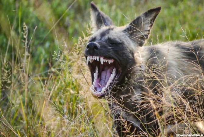 فرارو | (تصاویر) عجیب‌ترین چیز‌هایی که درمورد سگ‌های وحشی آفریقا ...