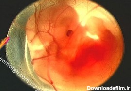 مراحل رشد جنین در شکم مادر + عکس هر مرحله|سیمرغ