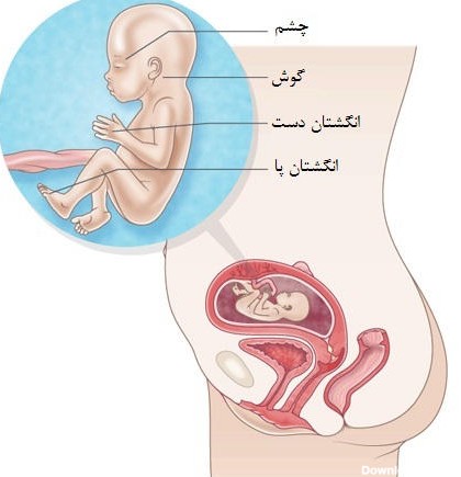 راهنمای کامل ماه پنجم بارداری/ نکات مهم در ماه پنجم بارداری