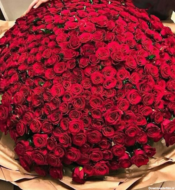 فروش عمده گل رز لاکچری قرمز زیبا برای سورپرایز