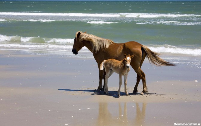 یک اسب قهوه ای و کره اش در ساحل