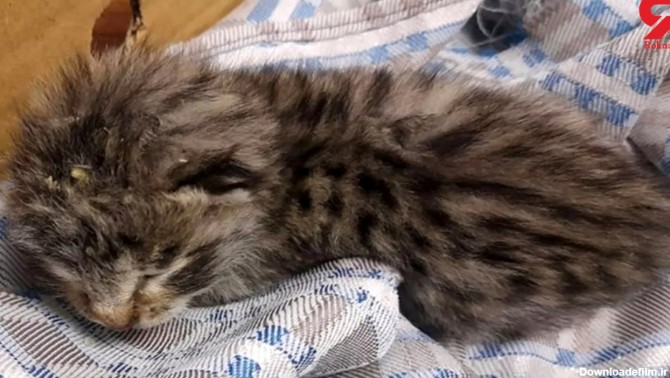 توله پلنگ پیدا شده در زنجان گربه بود ! / یک اتفاق عجیب محیط زیستی ...