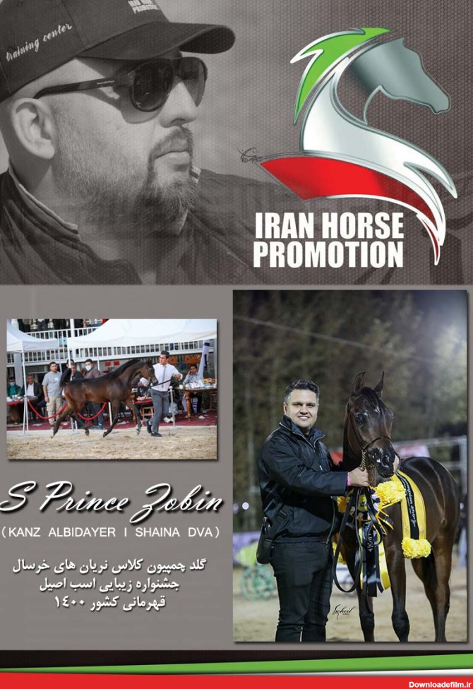 اولین و تنها شرکت ارائه دهنده خدمات صادرات اسب در ایران