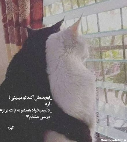 عکس نوشته عاشقانه گربه