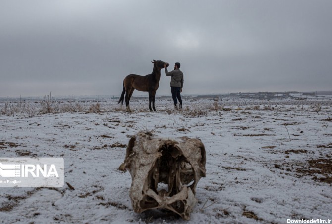 فرارو | (تصاویر) نگهداری و تیمار اسب؛ حرفه‌ای به قدمت تاریخ