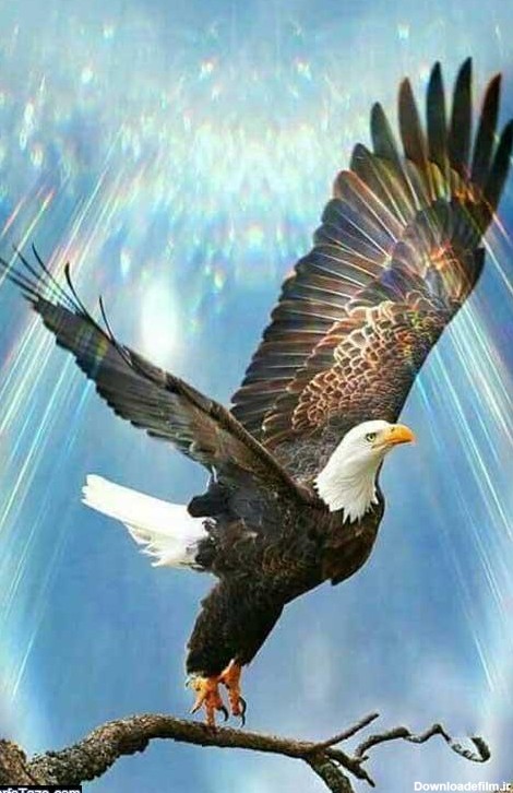 عکس عقاب در حال پرواز برای بک گراند و پس زمینه با کیفیت HD