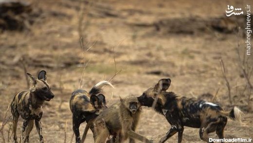 مشرق نیوز - تصاویر هولناک از شکار سگ‌های وحشی آفریقایی
