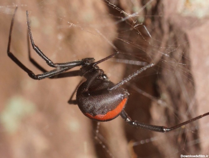 عکس | خطرناک ترین عنکبوت دنیا در ایران ! - خبرآنلاین