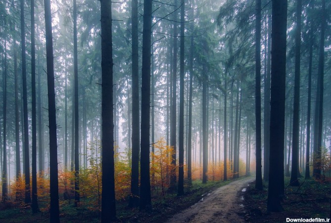 عکس زمینه درختان جنگل در غروب مه آلود و زیبا پس زمینه | والپیپر گرام