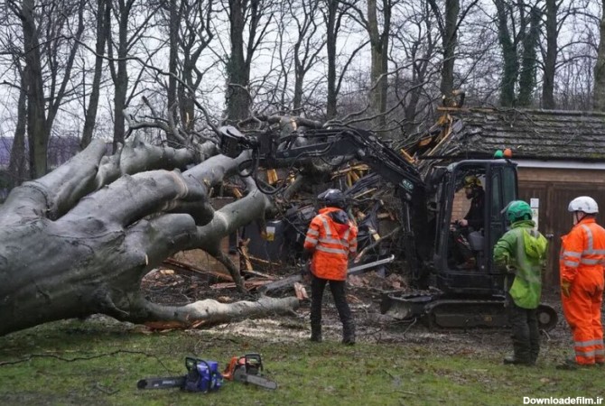 از جا کنده شدن درختان در اثر توفان سهمگین اخیر در ایرلند