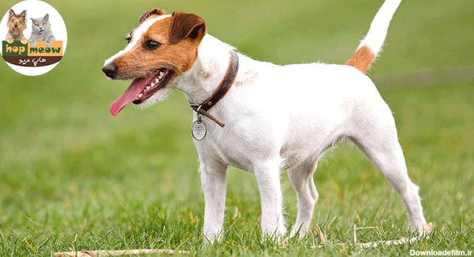 انواع نژاد سگ تریر ایرانی و خارجی