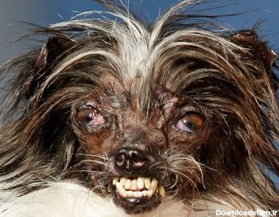 عکس زشت ترین سگ جهان