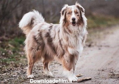 قیمت سگ شپرد استرالیایی در ایران + بررسی تخصصی این نژاد - Happypet