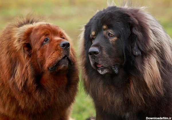 دو سگ ماستیف تبتی سیاه و حنائی