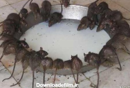 عکس موش های وحشی
