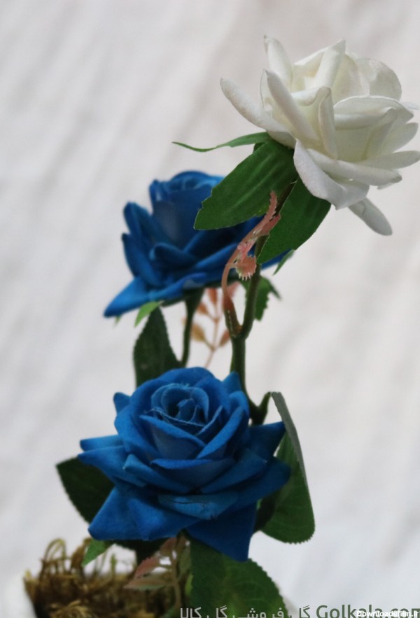 گل رز آبی سفید