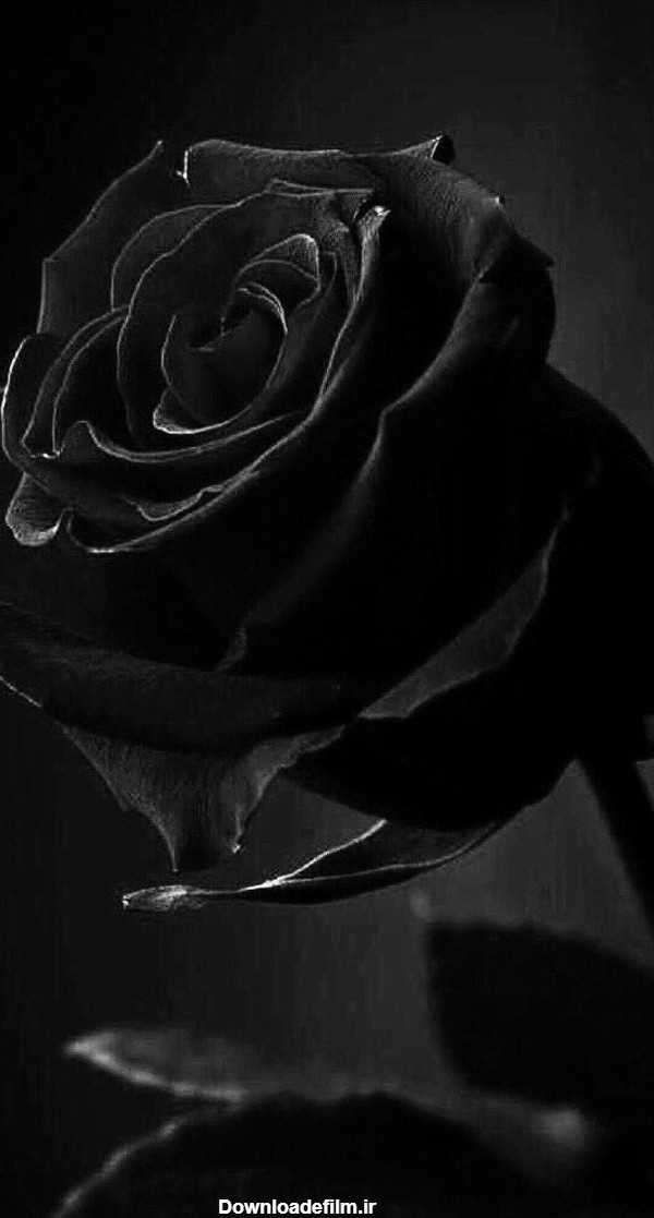 مجموعه عکس گل سیاه برای تسلیت (جدید)