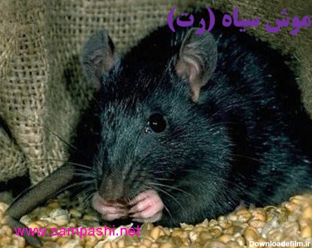 موش سیاه در انواع موش