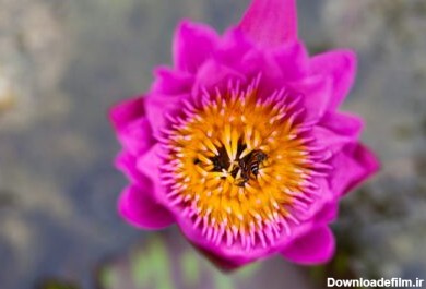 دانلود عکس پس زمینه طبیعت گل نیلوفر و زنبور عسل