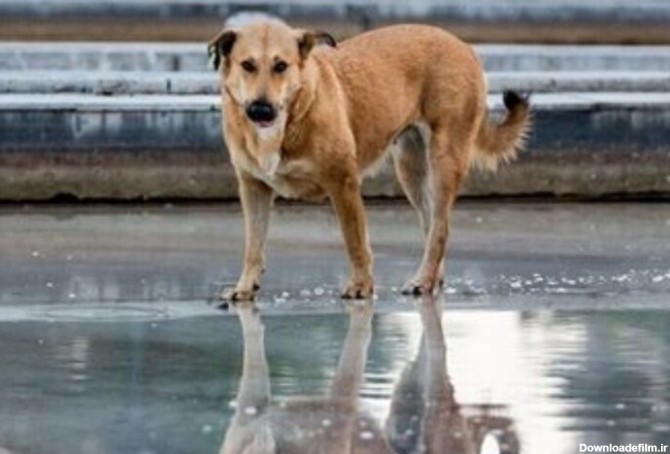 ببینید | کمک‌رسانی احساسی یک سگ خیابانی به پیرمرد کم‌توان در متل قو مازندران