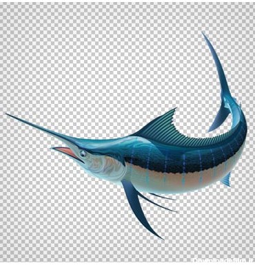 دانلود فایل دوربری شده نیزه ماهی آبی با فرمت png و فاقد بکگرند