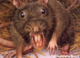 شایعه انتقال موش‌های زنده به پایتخت توسط شرکت‌های پیمانکاری