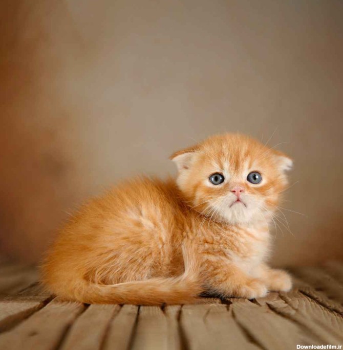 قیمت بچه گربه پرشین| پرطرفدار ترین نژاد گربه ها | پتریزو | فروشگاه ...