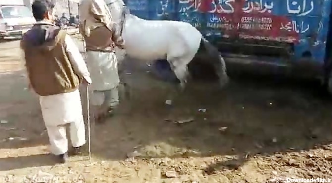 اسب رقاص هندی سفید اسب شاه