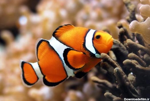تصاویر دیدنی: زیباترین ماهی‌های دنیا - تابناک | TABNAK