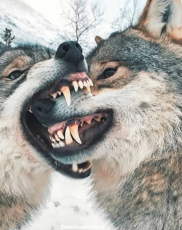 تصویر عاشقانه گاز گرفتن گرگ ماده توسط گرگ نر
