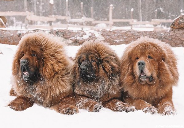 سه سگ تبتی در برف