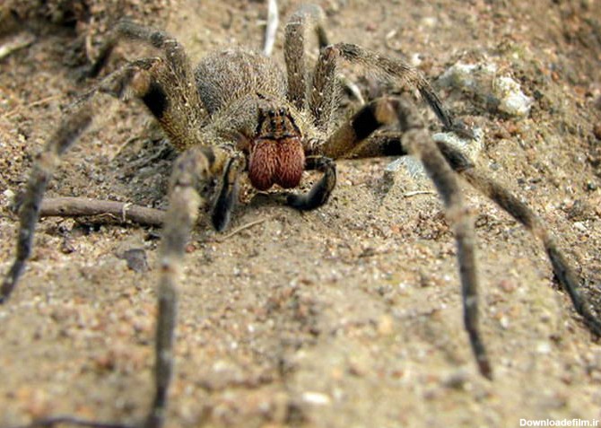 10 گونه از سمی ترین و خطرناک ترین عنکبوت های جهان+تصاویر