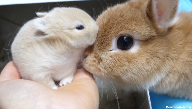 بچه خرگوش های تازه به دنیا آمده غذا میخورند و بازی میکنند