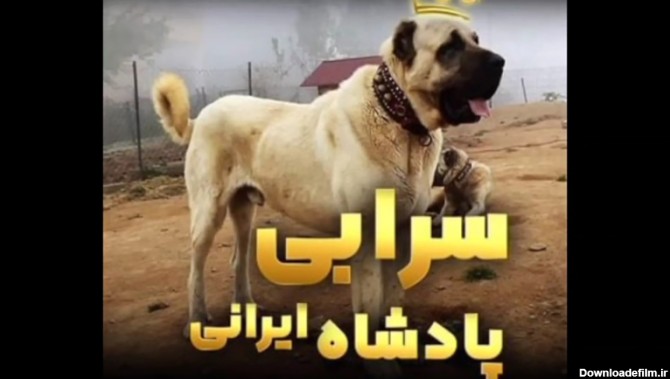 سگ سرابی پادشاه ایرانی/ قوی ترین نژادهای سگ + فیلم