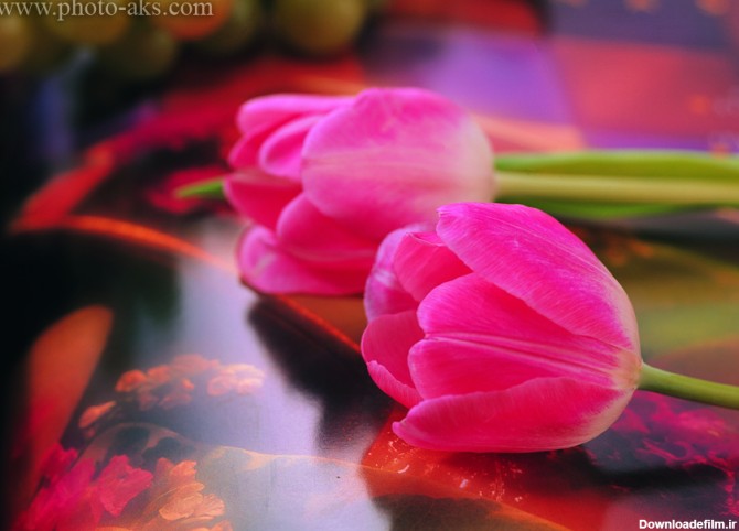 عکس دو گل لاله خوشگل