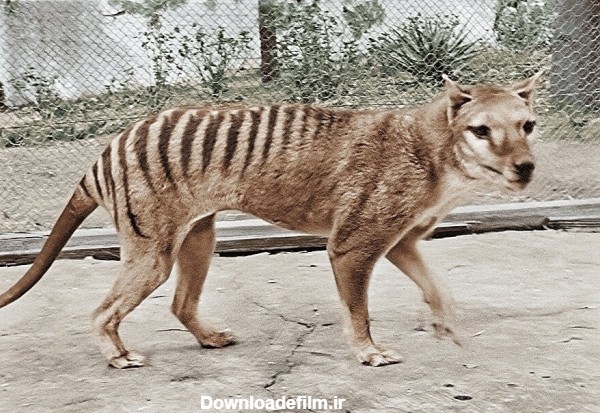 عکس حیوانات منقرض شده در ایران