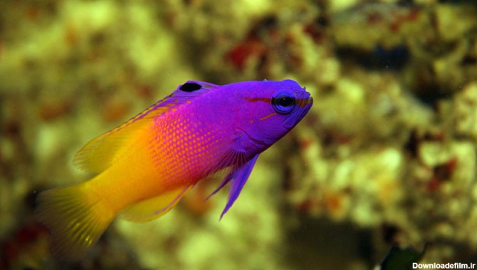 لیست زیباترین ماهی های آکواریومی صخره‌ای + تصاویر | دنیای ...